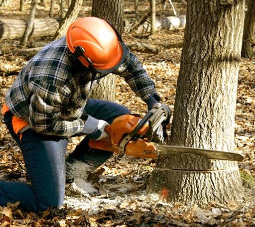 Tree Removal in Greenfield, OK
